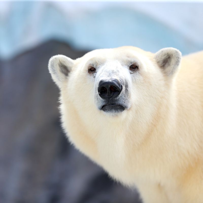 Fun Facts About Polar Bears - Discover Interesting Facts About Polar Bears