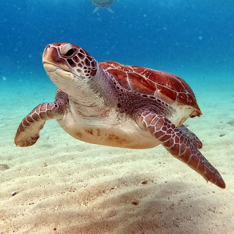 Interesting Facts About Sea Turtles You Didn't Know - Natura Nation