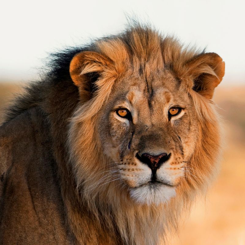 Facts About Lions, What is Special About Lions, Interesting 20, 10, 5, Amazing Facts About Lions, Wildlife Wonders | NATURA NATION