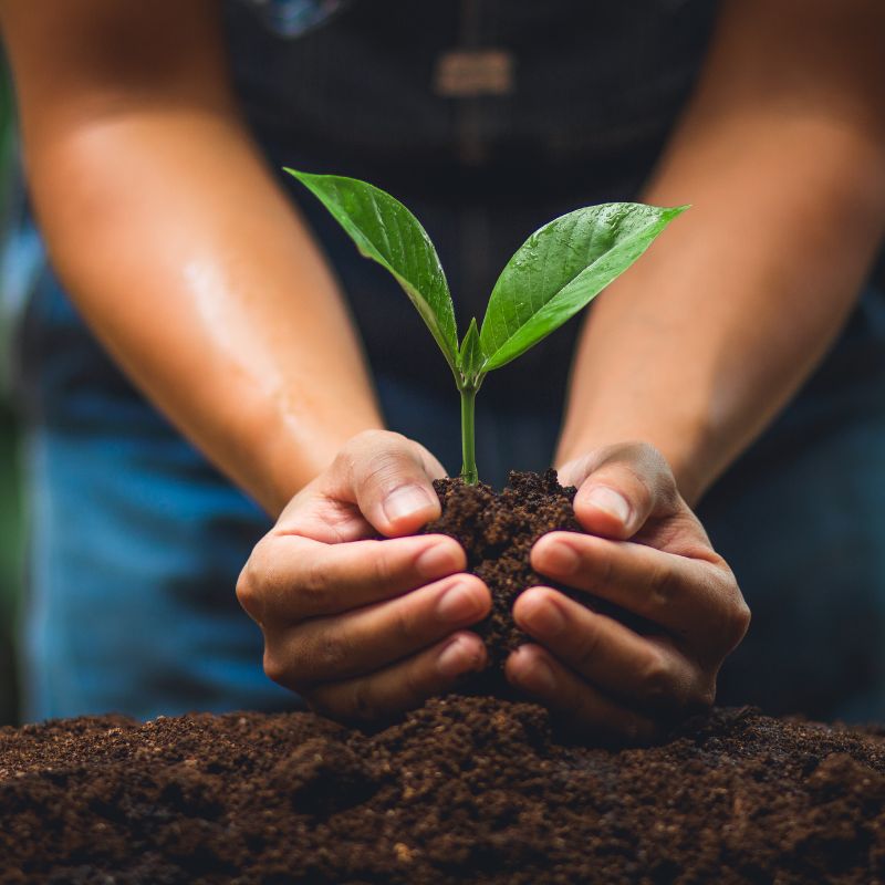 Why Reforestation is Key to Our Planet’s Survival - NATURA NATION