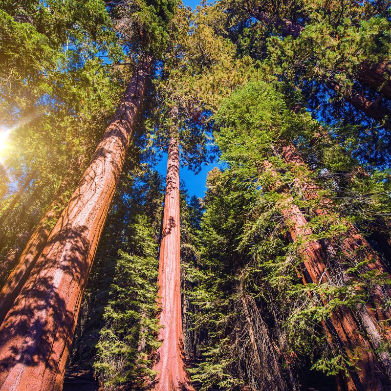 Photo of Redwood Trees - Average Tree Height 