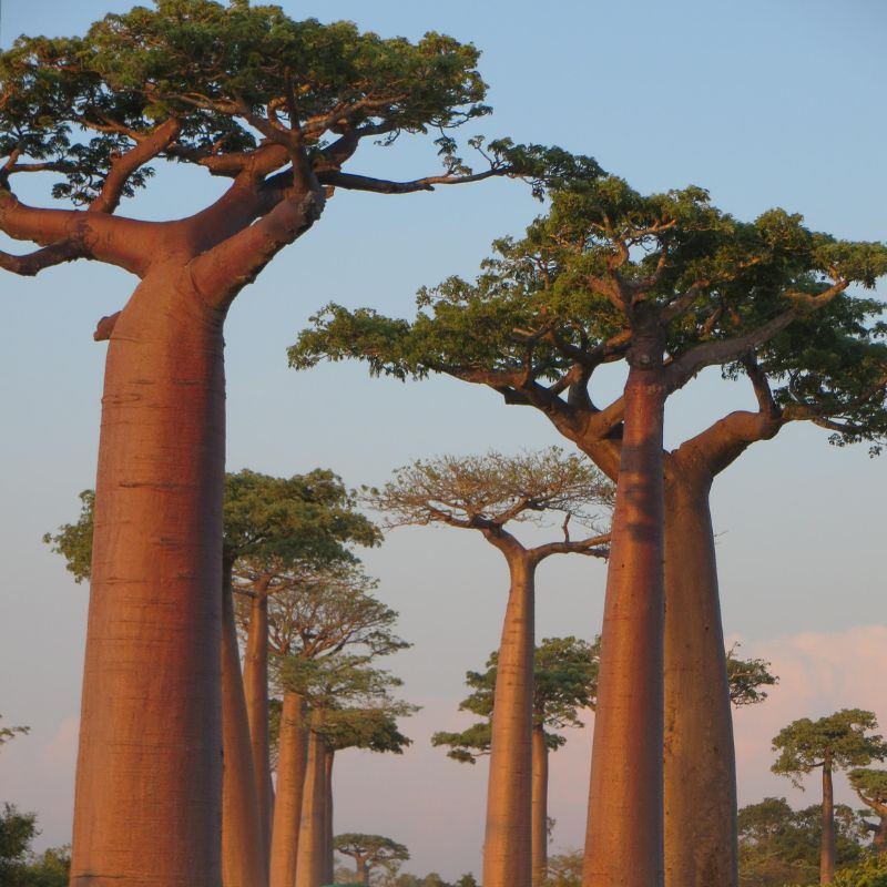 Beautful Tree Types Beautiful Trees - The World's 10 Coolest Looking Tree Masterpieces ...