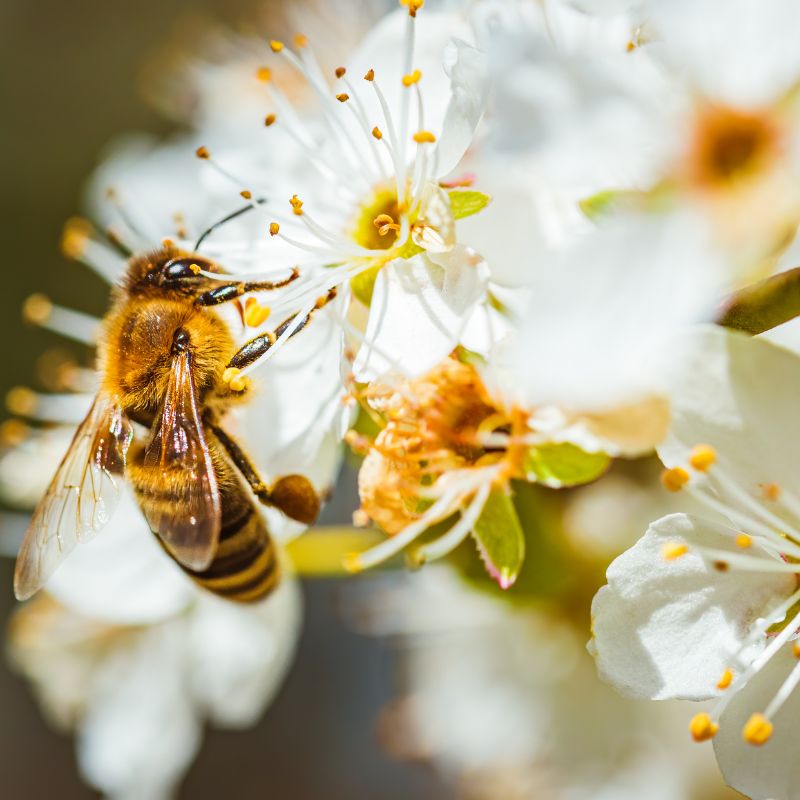 Flower Tree - Blooms That Captivate (And How to Grow Them)