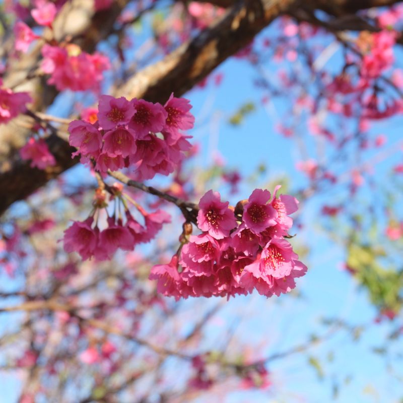 Types of Trees - Tree Varieties