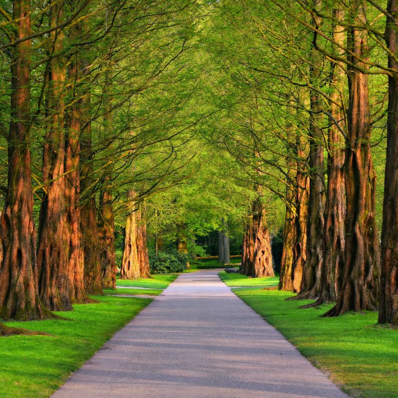 Article: Does one tree produce enough oxygen for one person ? Do trees produce oxygen ?