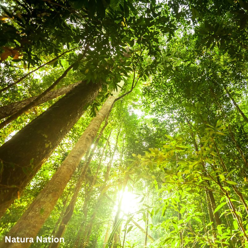 Facts About Trees - A serene forest showcasing the beauty of trees