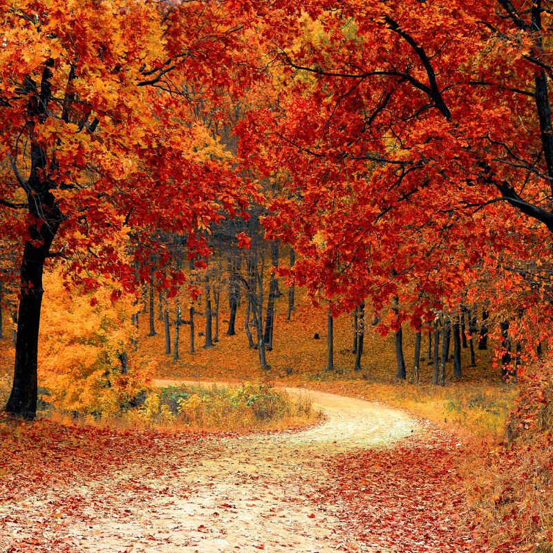 Vibrant fall trees in a mixed deciduous forest