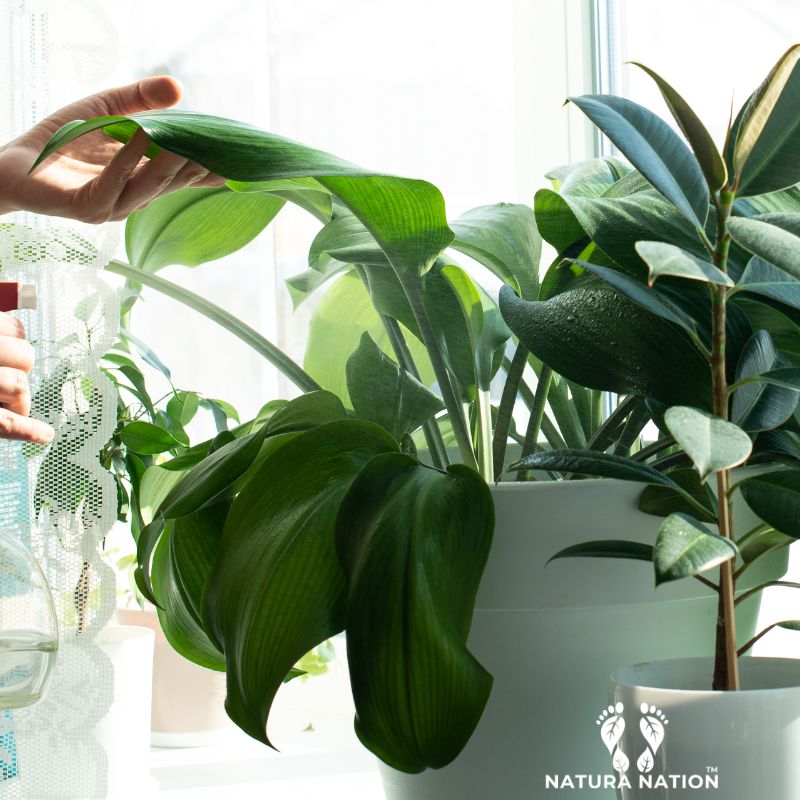 Gifts for Plant Lovers, Plant Lover Gifts | Natura Nation