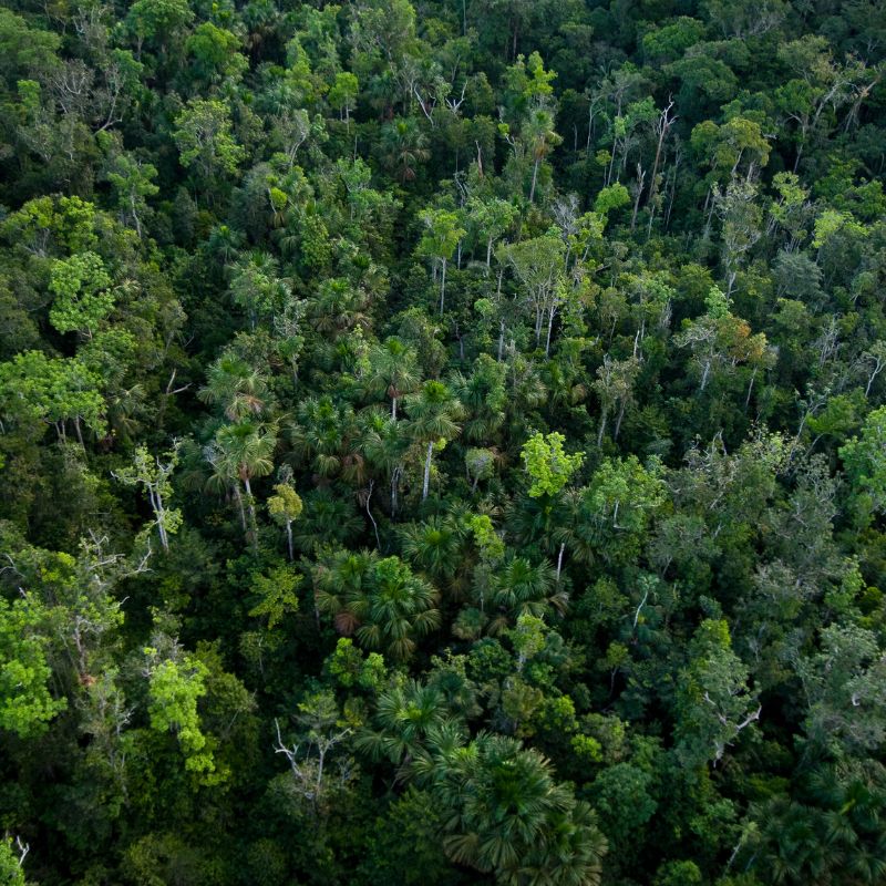 How Many Trees Are in The World ? An Aerial View of a Forest