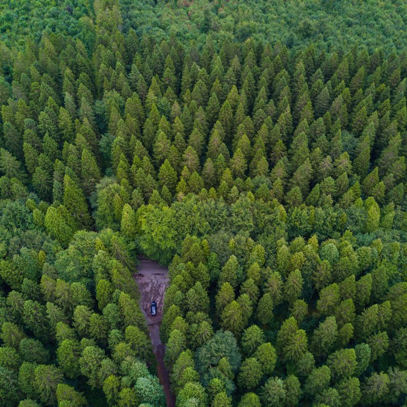 How Many Types of Trees Are There - Aerial view of a forest