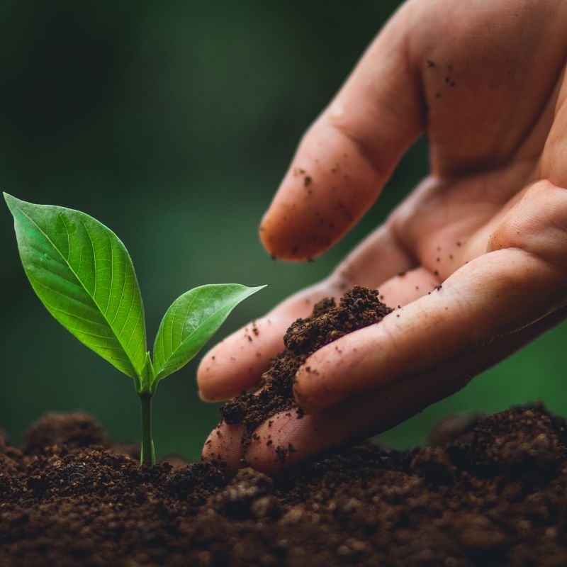 Eco-friendly gifts supporting reforestation and conservation by Natura Nation.