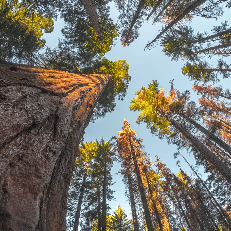 Oldest Tree In The Wold 