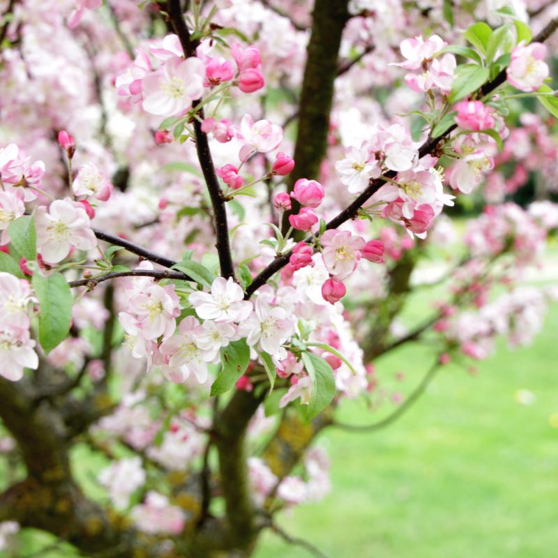Ornamental Trees