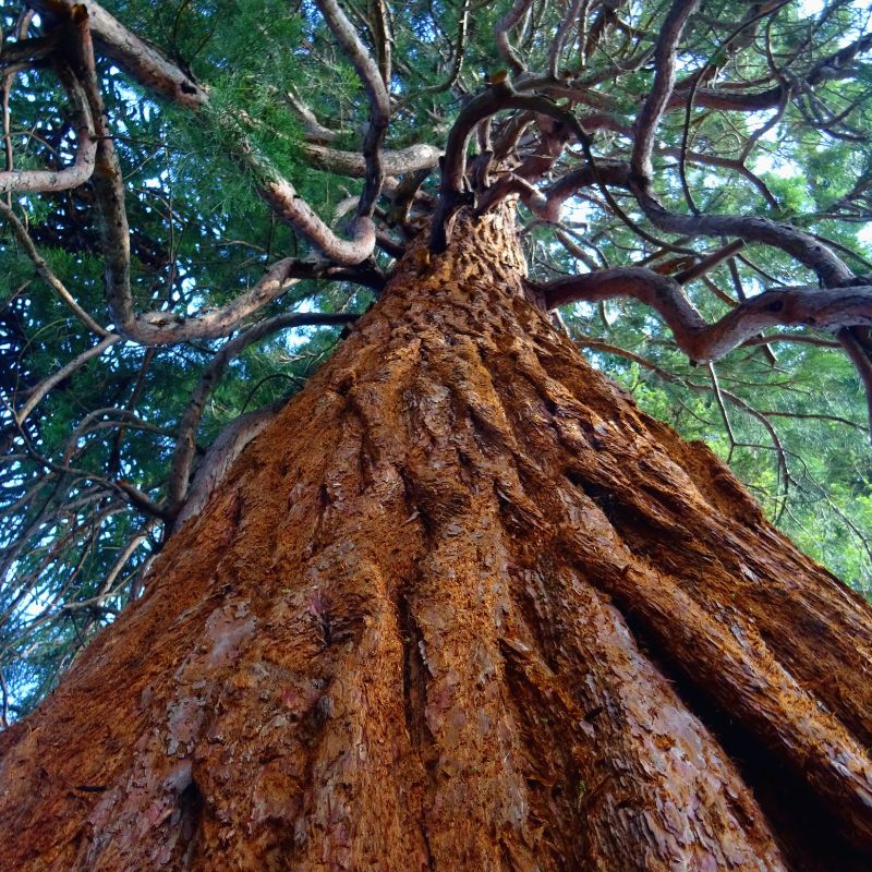 Parts of a Tree - Anatomy of a Tree