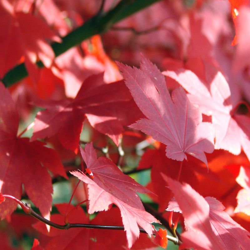 Red Maple Tree Close-up