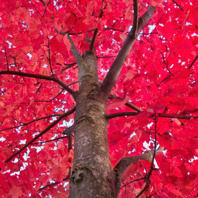 Red Trees - Nature's Crimson Wonders