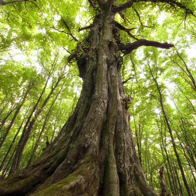 That Trees Can Talk and Communicate