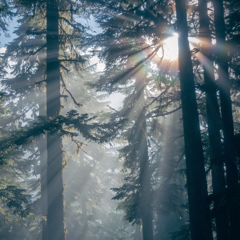 The Growing of Trees is Called - Photo of a dense pine forest. 