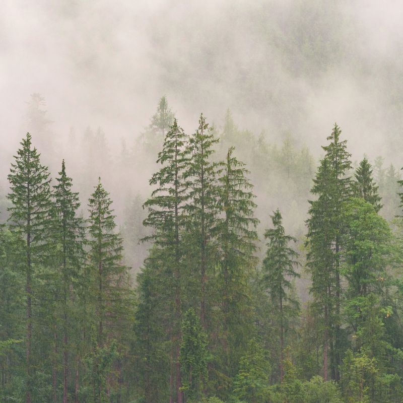 Beautiful Photo of a forest - What Are The 4 Types of Trees 