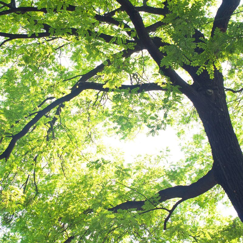 Tree Meaning - A peaceful forest with sunlight filtering through the trees.