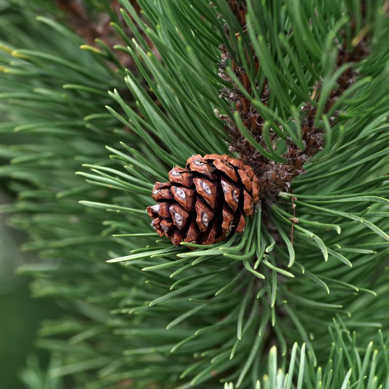 Close-up of Eastern white pine needles and cones