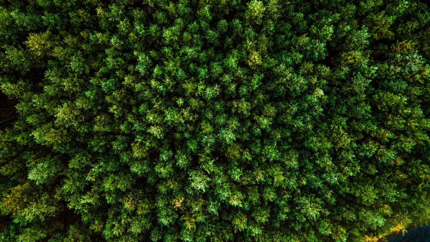 Brands That Give Back - Nature Clothing impact banner showcasing trees, sustainable style, and environmental commitment.