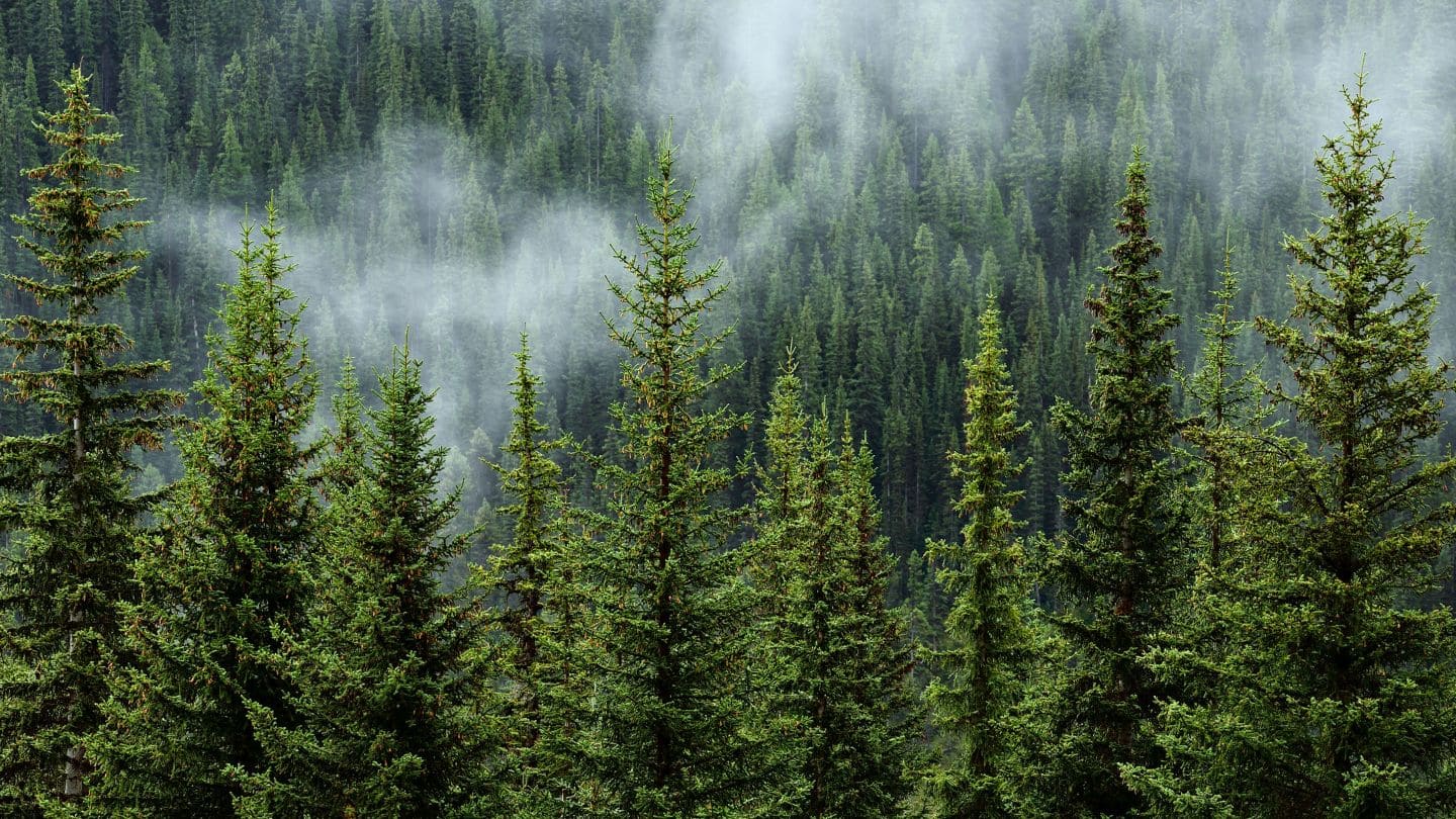 Lush forest scene representing nature-inspired Trees Clothing by Natura Nation.