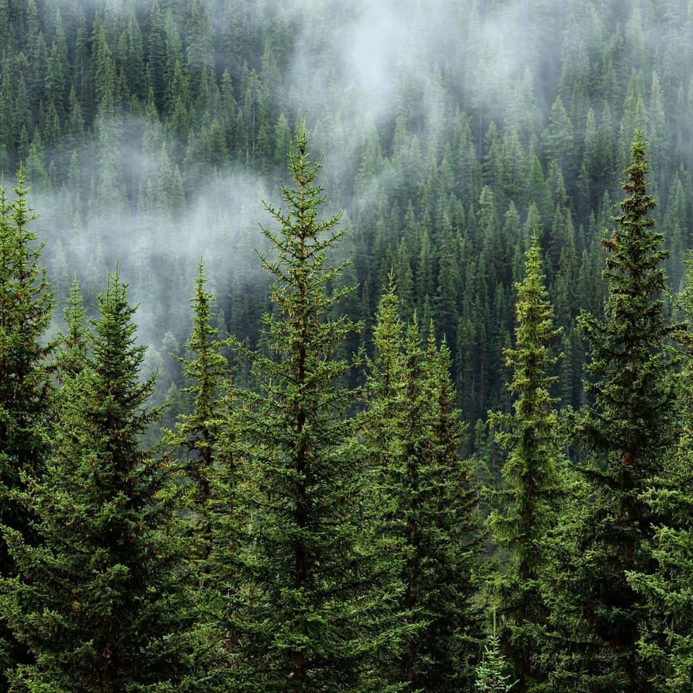 Dense green pine forest, perfect for nature and forest lovers – Trees Clothing Collection by Natura Nation. 