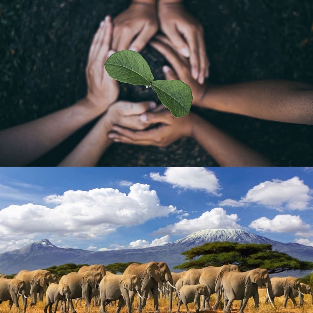 The top image is of hands holding a green leaf, representing tree planting, and the bottom image is of elephants walking in a savannah with Mount Kilimanjaro in the background, representing wildlife conservation. Natura Nation is a brand that gives back.