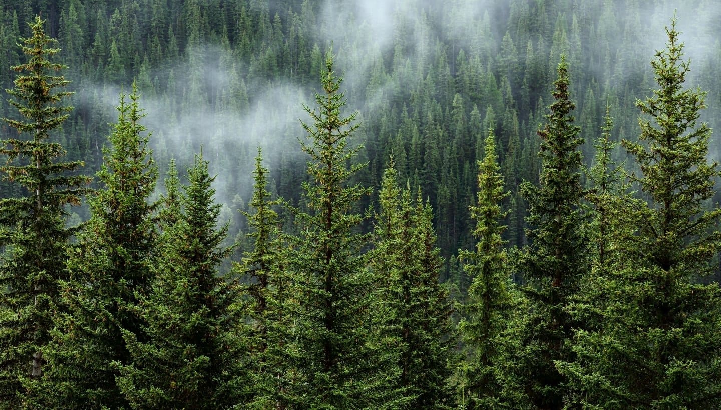 Tree Shirts - A misty evergreen forest with tall conifer trees in the foreground and fog drifting through a dense pine-covered mountain landscape.